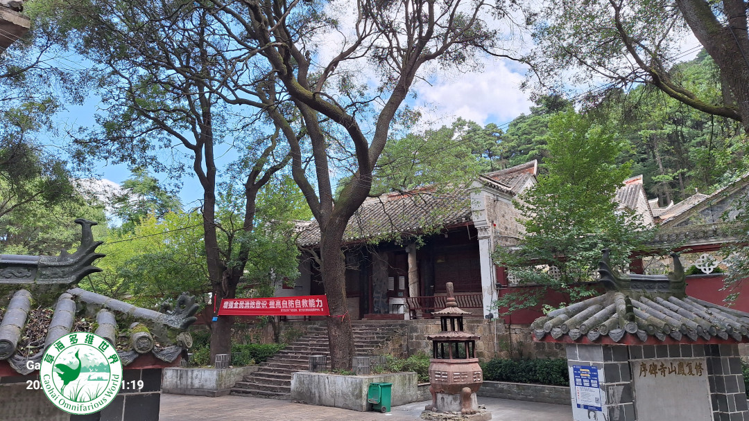 凤山寺国槐