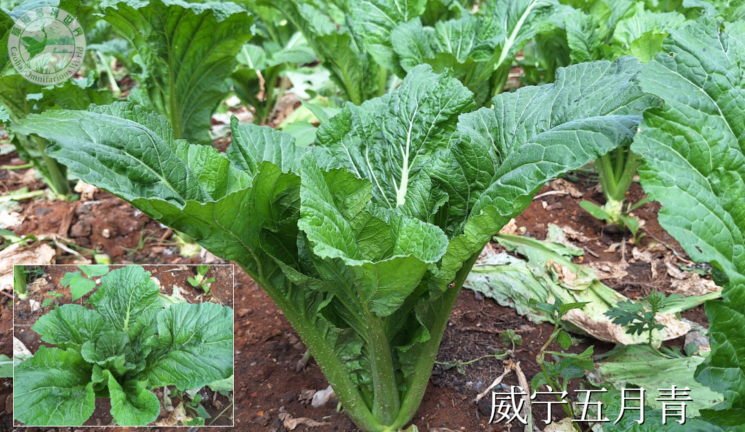 威宁青梗白菜
