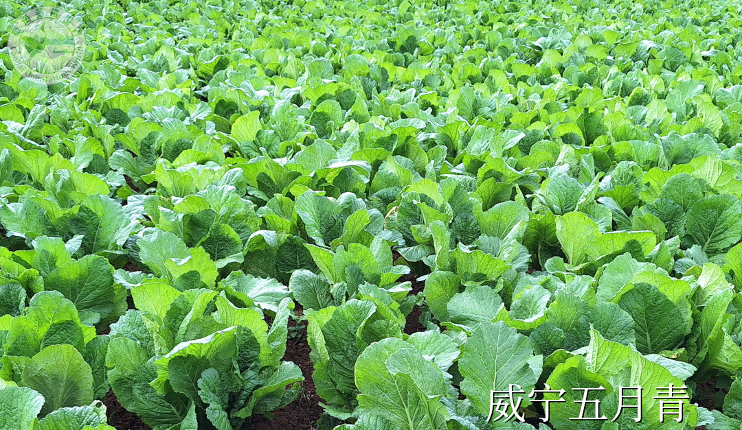 威宁青梗白菜