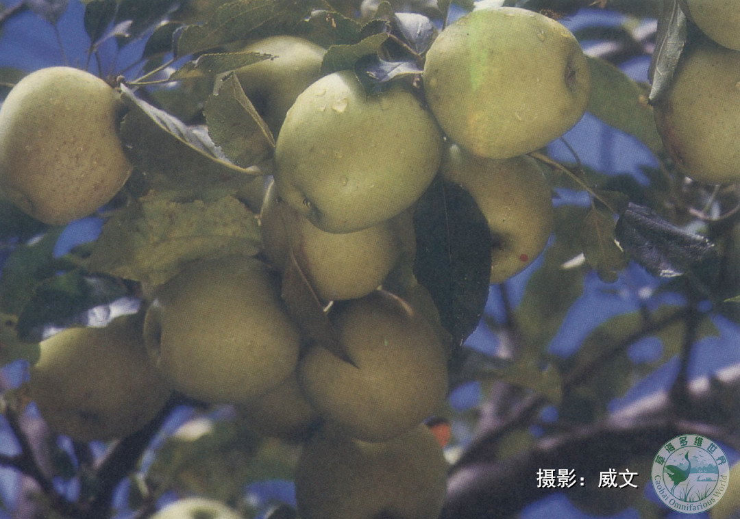 八十年代的威宁苹果
