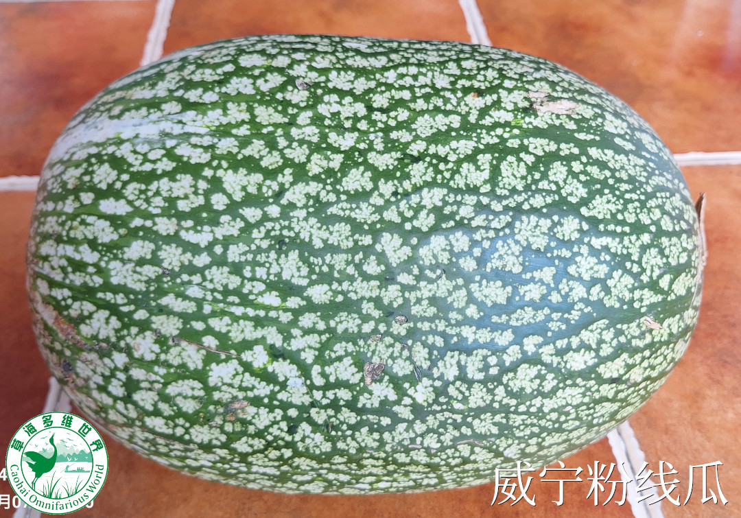 威宁粉线瓜