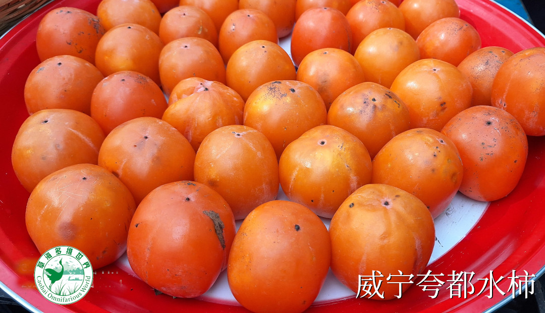 威宁夸都水柿
