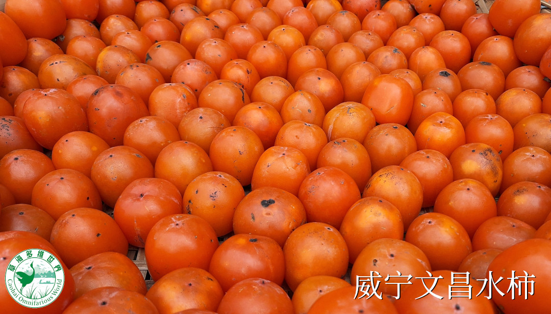 威宁文昌水柿